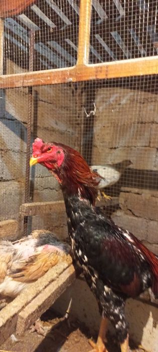 Дакан 1,6 мес. кореец