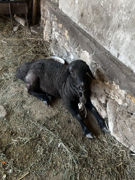 Кучкор сотилади нархини телда гаплашамиз