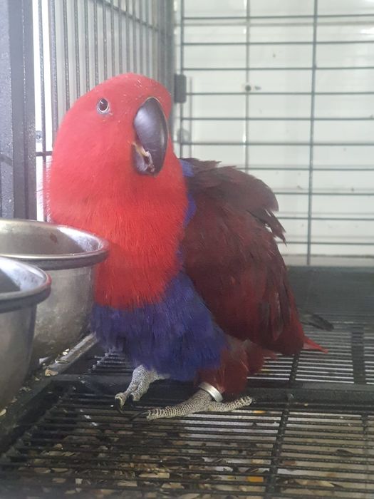 Papagali eclectus de vanzare