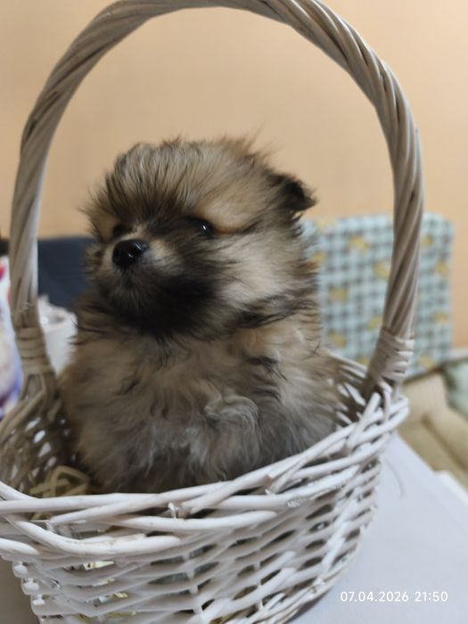 Продам щенков шпица