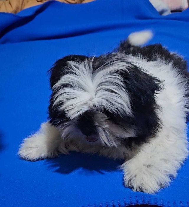 Fetita superba alb negru rasa shih tzu