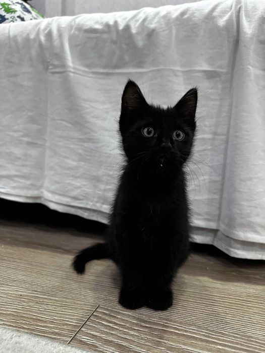 Черный котёнок (8 недель)