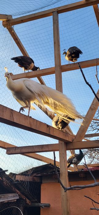 Vând păun purtător de alb 2025