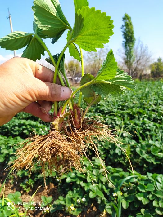 Рассада клубника Прадаётсия.привизной.сорт.Карейски.Галански.гибрид.