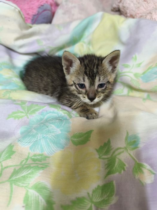 Adoptie pui pisica