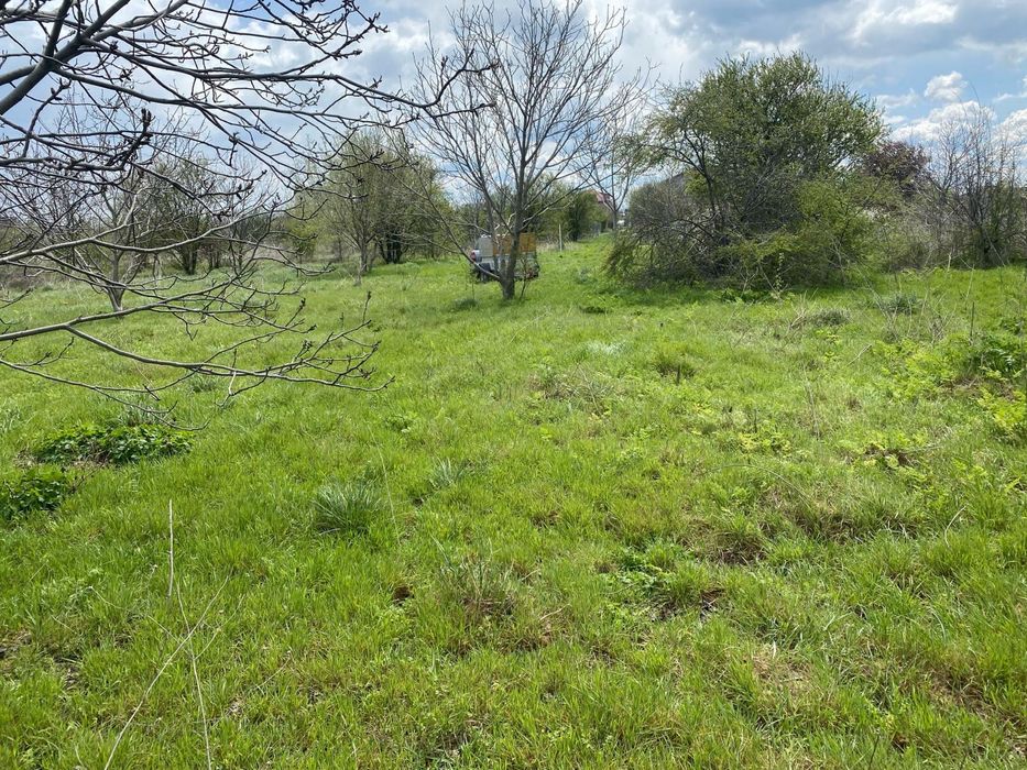 DE Vanzare tern steau de mare 2