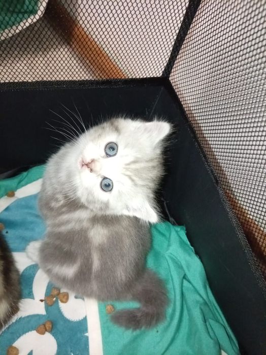 Шотландский прямоухо