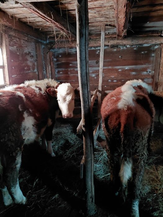 Продам телят тёлочки годовалые