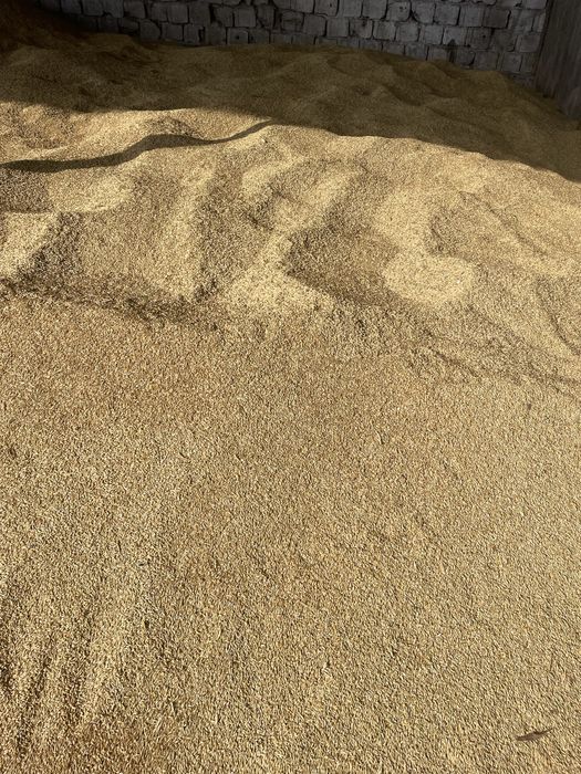 Orzoaica/Orz de primavara selectata Romanita C1