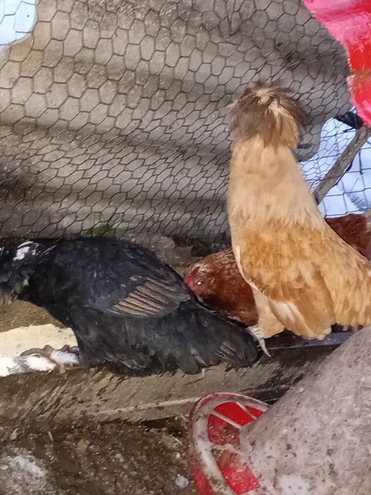 Vând puicuțe moțate olandeze de anul trecut