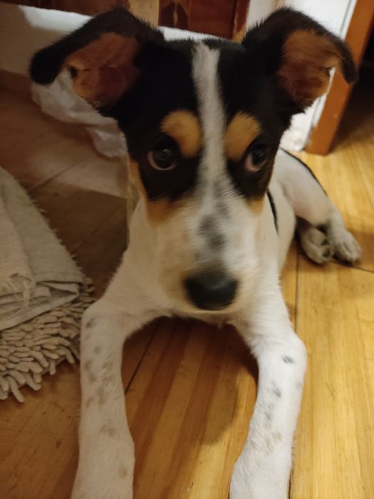 щенок даром  в хорошие руки