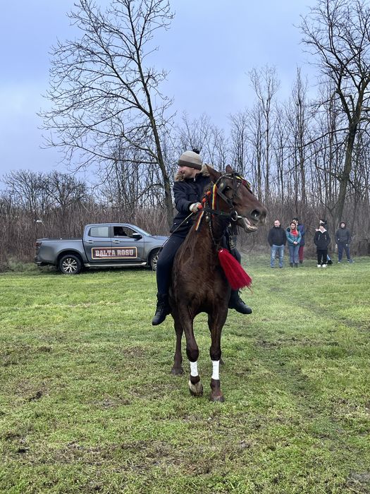 Vând iapă foarte cuminte