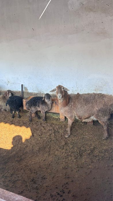 Қозылы қойлар сатылады