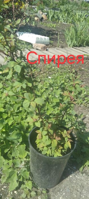 Продам кустарники (Дёрен, Спирея,Пасконник))