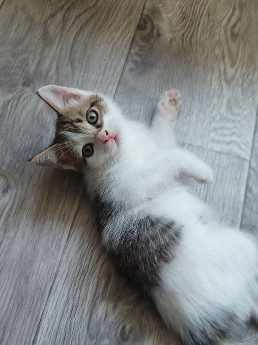 Маленький котёнок девочка
