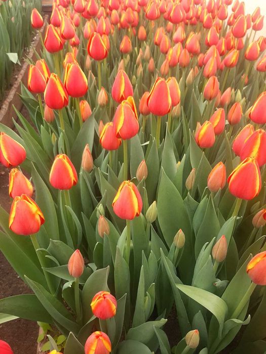 Тюльпаны оптом и в розницу к 8 марту