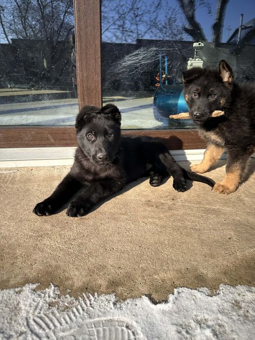 Vand femela ciobanesc german