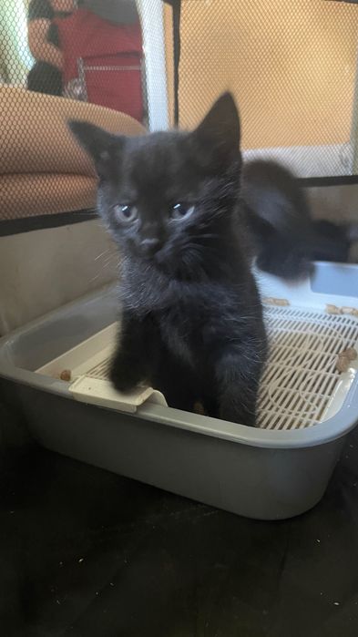 Отдам котят в хорошие руки