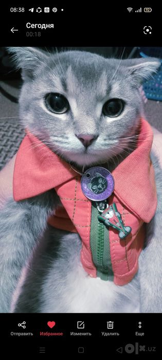 Продаётся кошечка