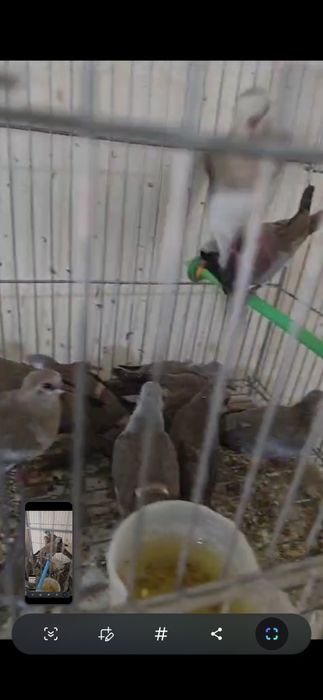 Капский  горлицы