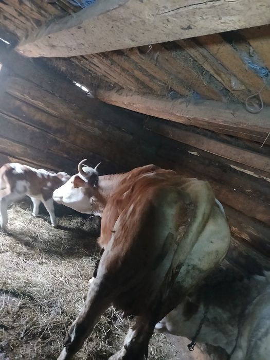 Vând vaca cu vitel mascul