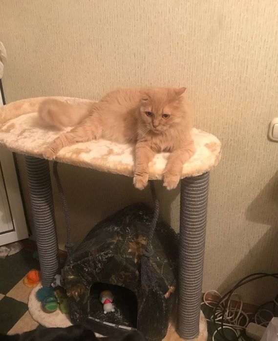 Когтеточки для котят  и кошек. Имеется в наличии Высота  60см 420000