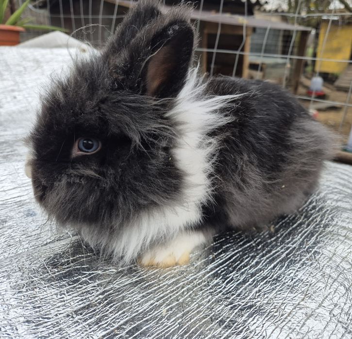 Iepuri cap de leu-mascul