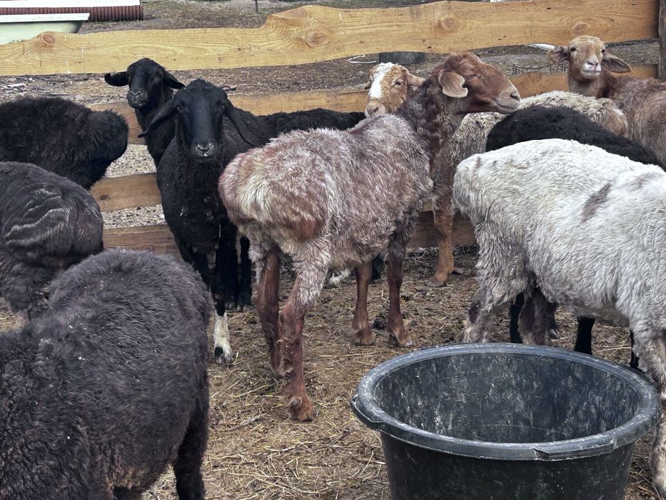 Токты откорм сатылад