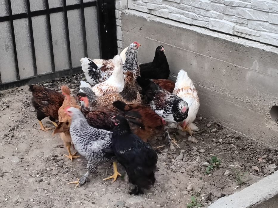 15 pui de casă...