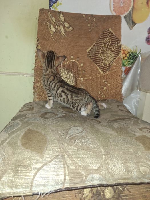 Помесь бенгальских котят