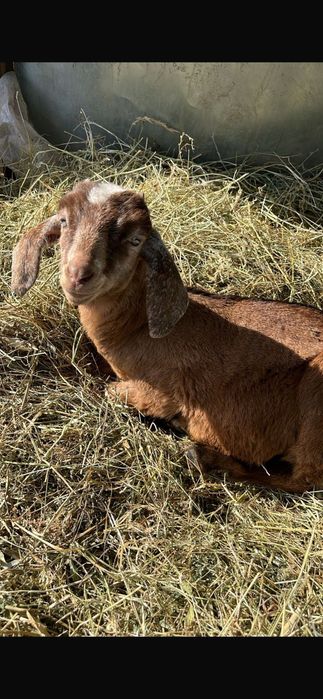 Козлик англо нубийский козел теке