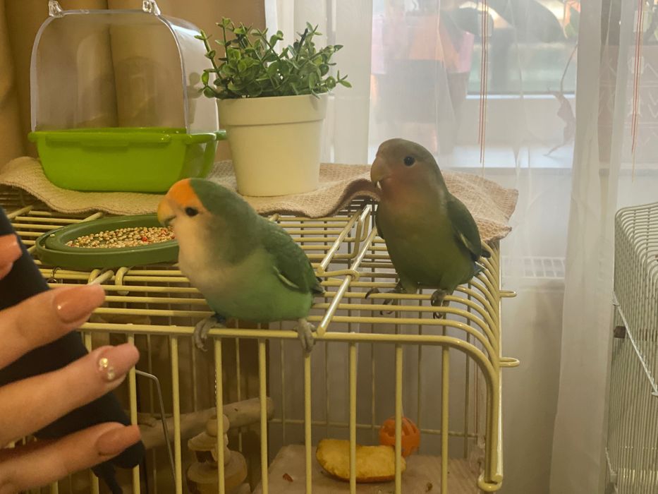 Vând cușcă / colivie papagali / păsări