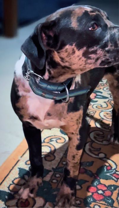 Щенок Питьбултерьер сука 5,5 мес