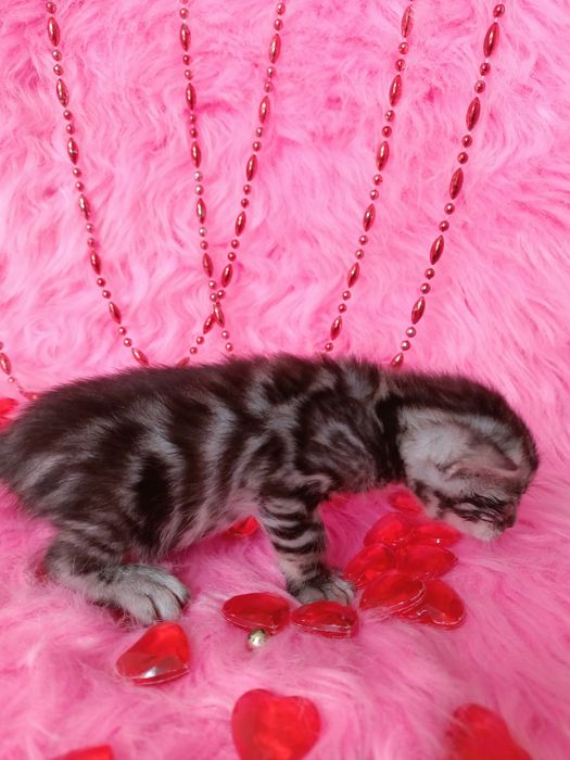Продам бенгальских котят