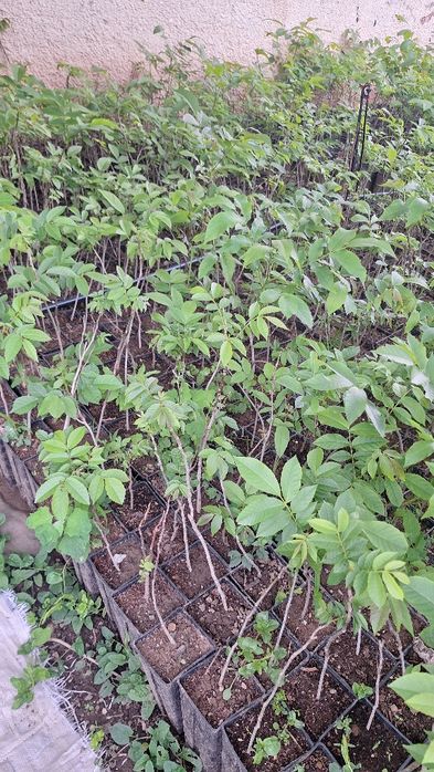 Орехи  фиданки, разсад