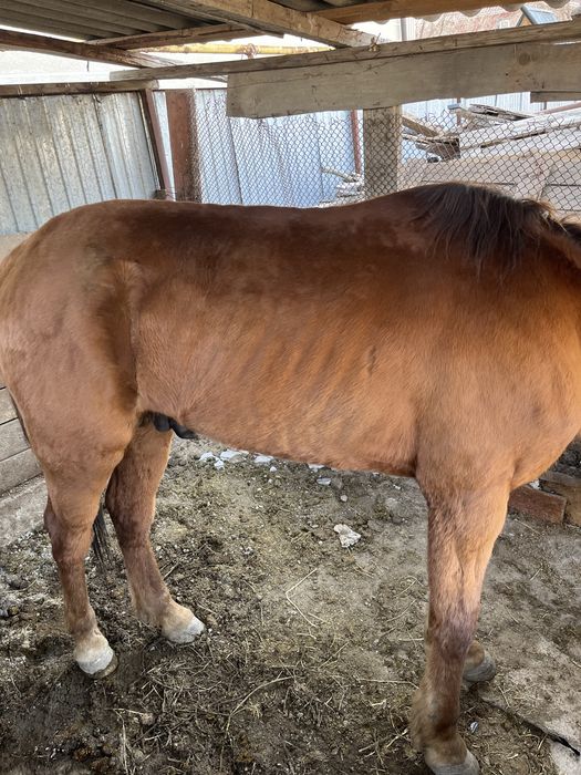 Ат жылқы құан айғыр