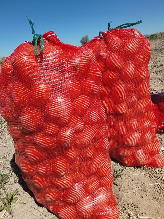 Продам картофель