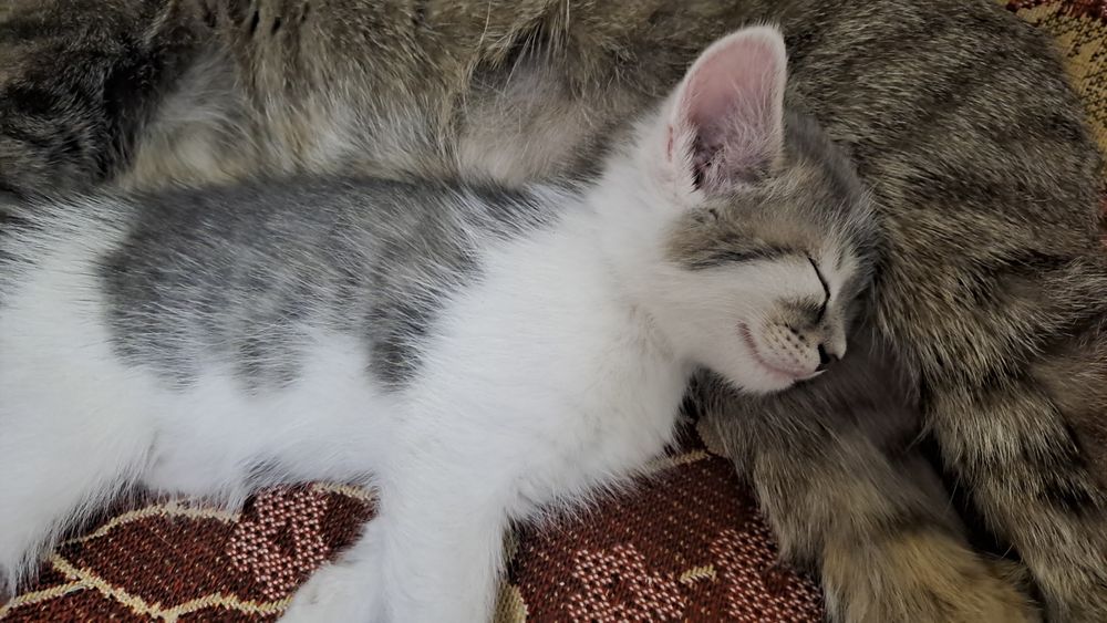 Отдам котёнка в добрые руки