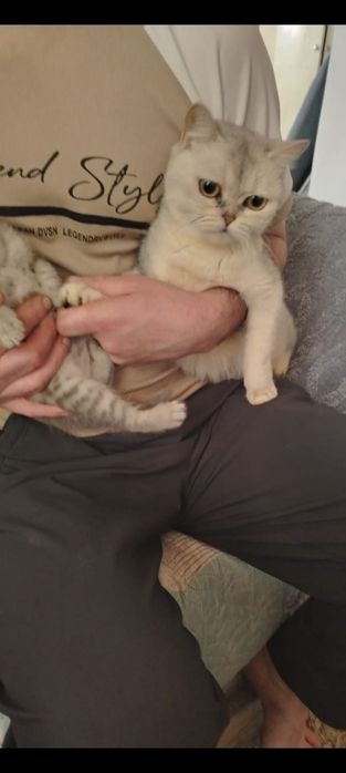 Серый шиншиллывый шатландец