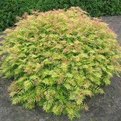 Сорбария (Sorbaria Sorb."Sem"®)