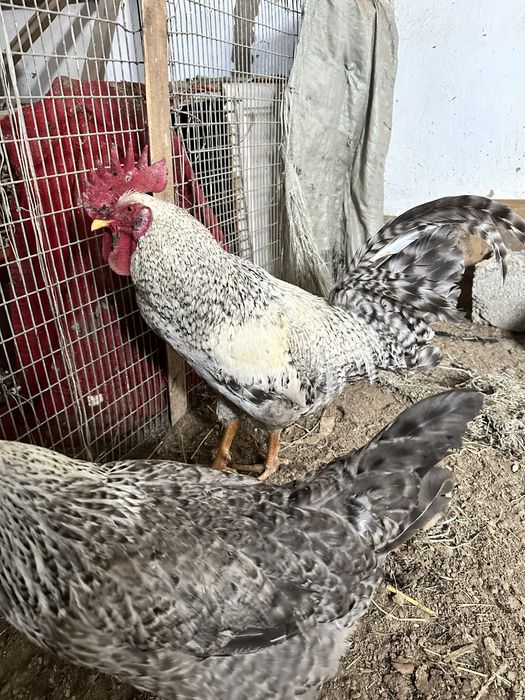 Борковсая барвиста