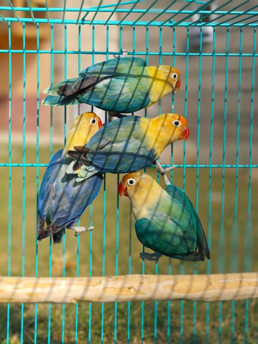 Попугай опалины opaline