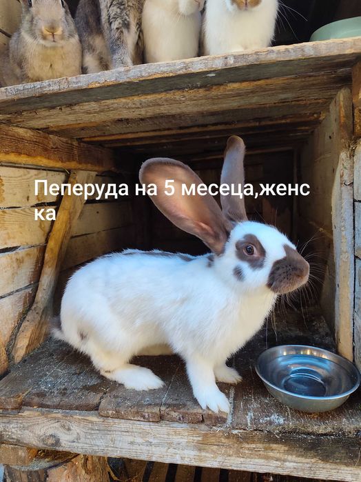 Зайци на различна възраст!