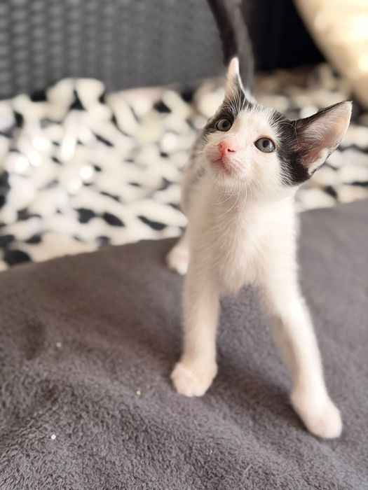 Pisicuti spre adoptie