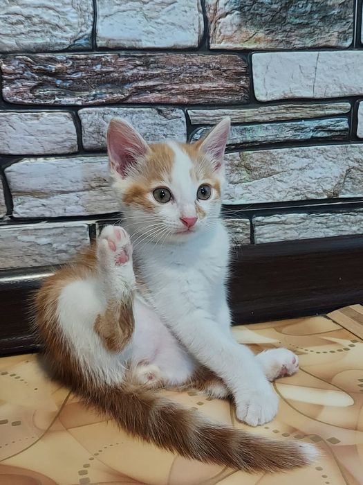 Отдам БЕСПЛАТНО кошечку милашку
