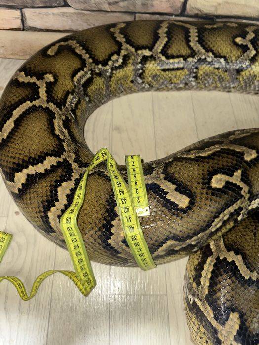 Тигровый Питон очень Крупный