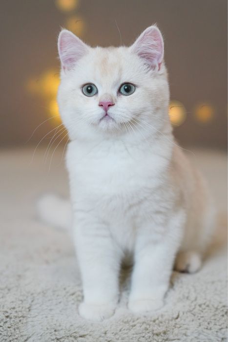 Британская золотая шиншилла