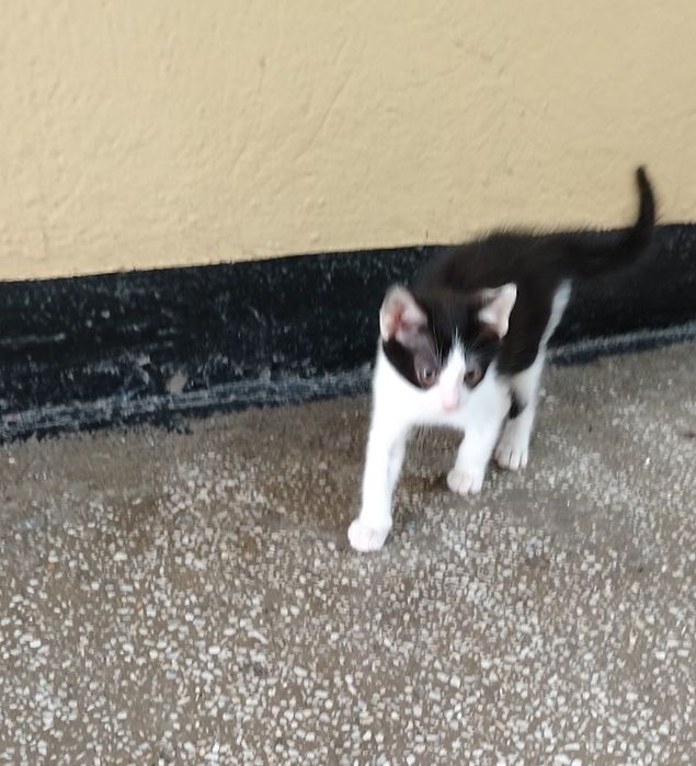 Adopție pisoias!!!