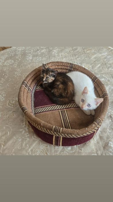 Милые  домашние  котята