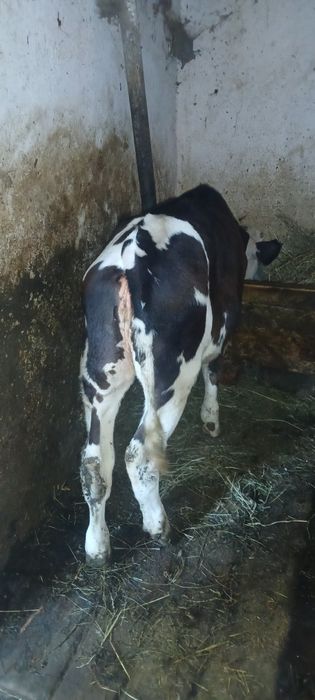 De vânzare vitea holstein